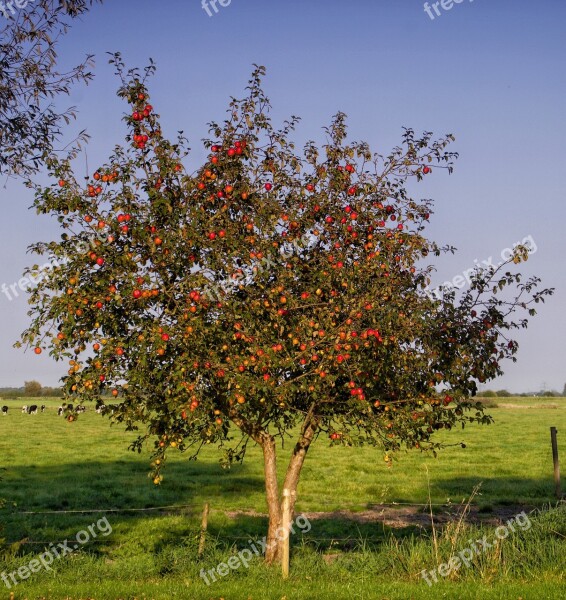 Apple Tree Apple Fruit Nature Autumn