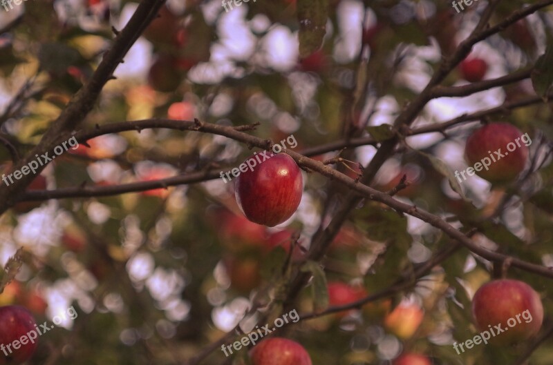 Apple Autumn Fruit Harvest Windfall