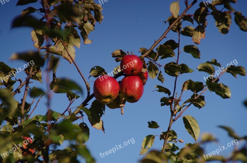 Apple Apple Tree Fruit Nature Autumn