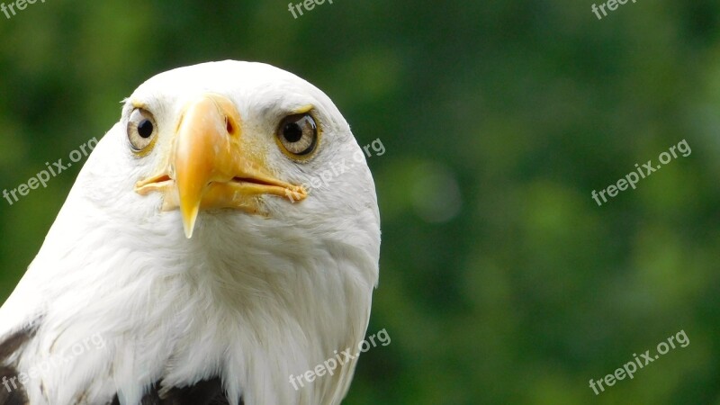 Eagle Bird Of Prey Nature Animal Portrait Eye