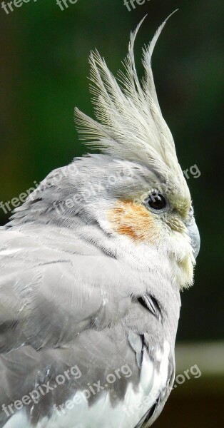 Bird Parakeet Small Parrot Plumage Feathers