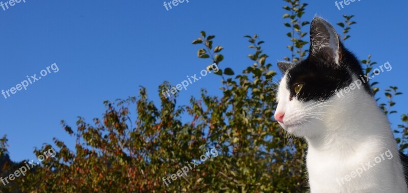 Cat Pet Black And White Cat Young Cat Animal