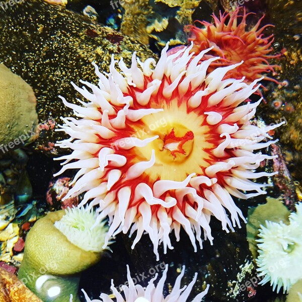 Anemone Water Sea Anemone Meeresbewohner Underwater World