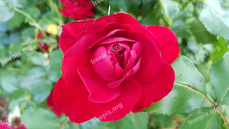 Rose Blossom Bloom Red Rose Flower