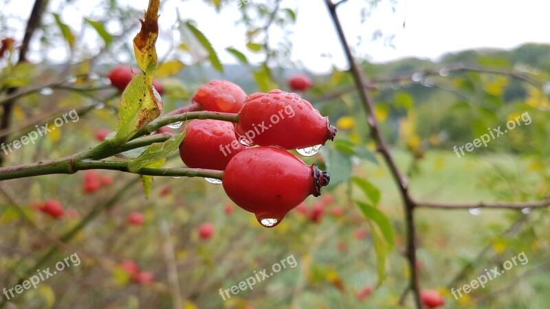 Rose Hip Drop Of Water Raindrop Autumn Nature