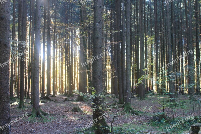 Light Forrest Nature Free Photos