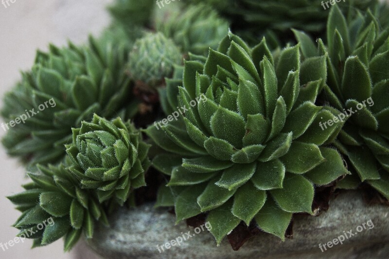 Nature Macro Stonecrop Free Photos