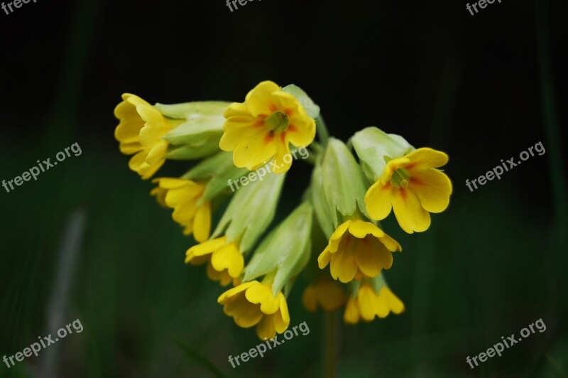 Wildflower Primrose Spring Free Photos