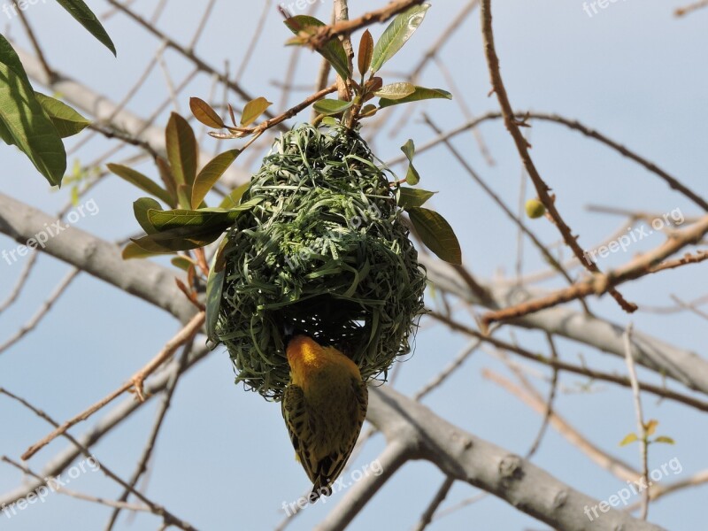 Nature Bird's Nest Breed Free Photos