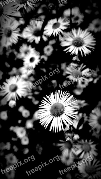 Flowers Black And White Nature Black And White Recording Close Up