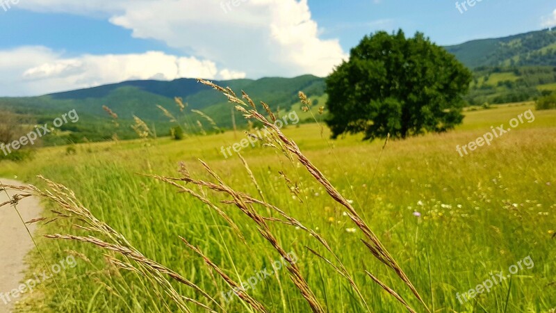 Tree Lan Hills Field Free Photos