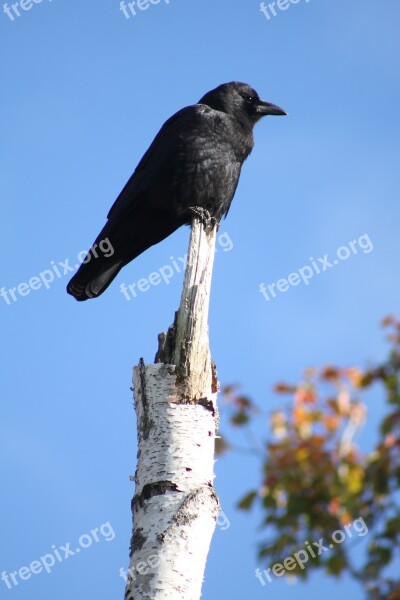 Crow Perched Birch Tree Free Photos