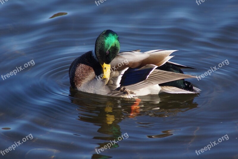 Mallard Duck Preening Feathers Pond Free Photos