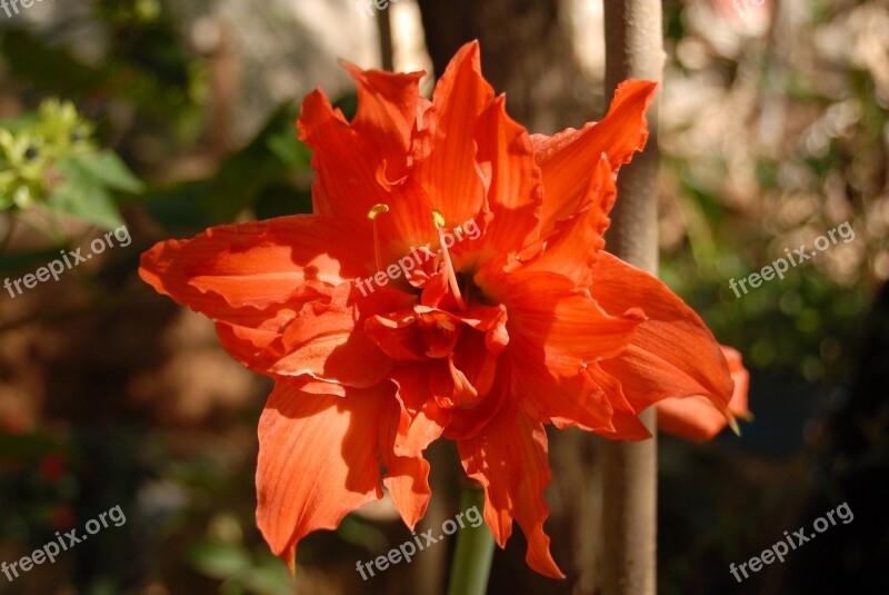 Banana Orange Flower Wild Tlapa De Comonfort Gro