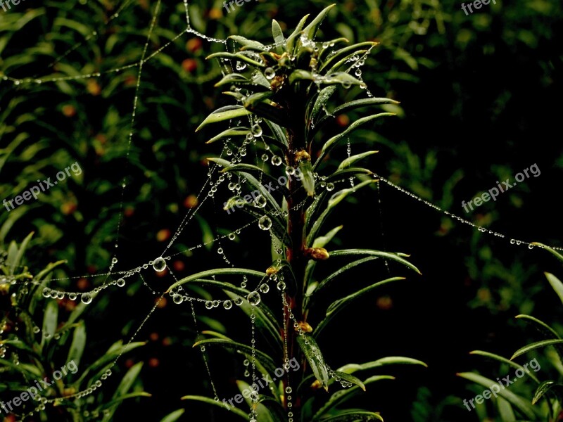 Thousand Plain Tree Spider Web Droplets