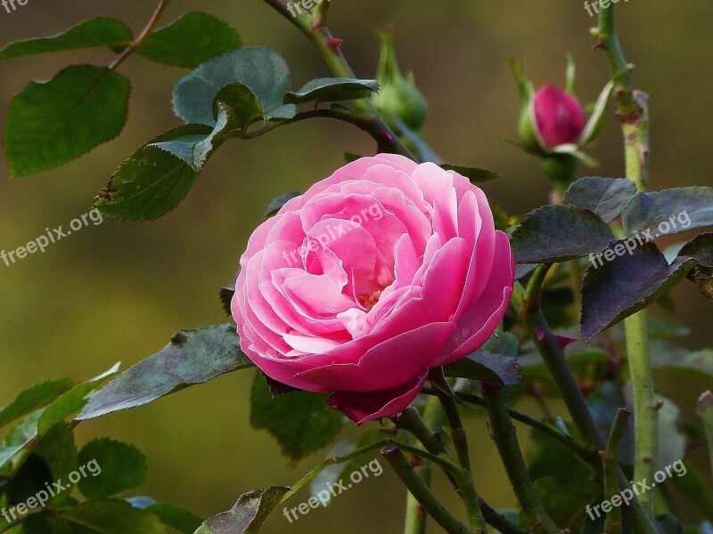 Rose Late Summer Blossom Bloom Flower