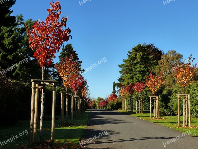 Autumn Away Early In The Morning Nature Forest