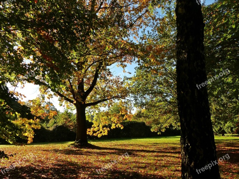 Autumn October Forest Golden October Golden Autumn