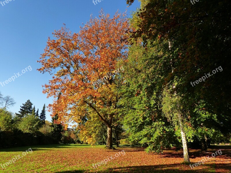 Autumn October Forest Golden October Golden Autumn