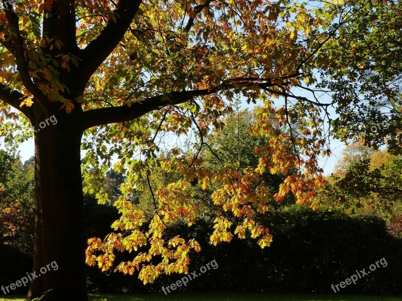 Autumn October Forest Golden October Golden Autumn