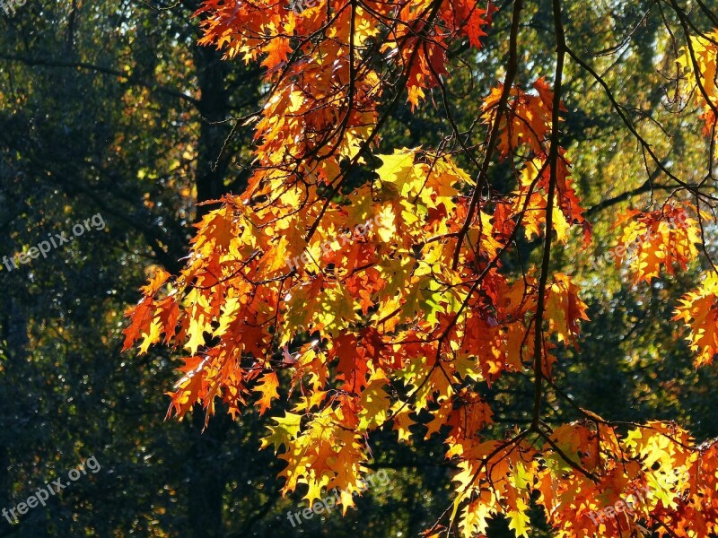 Autumn October Forest Golden October Golden Autumn