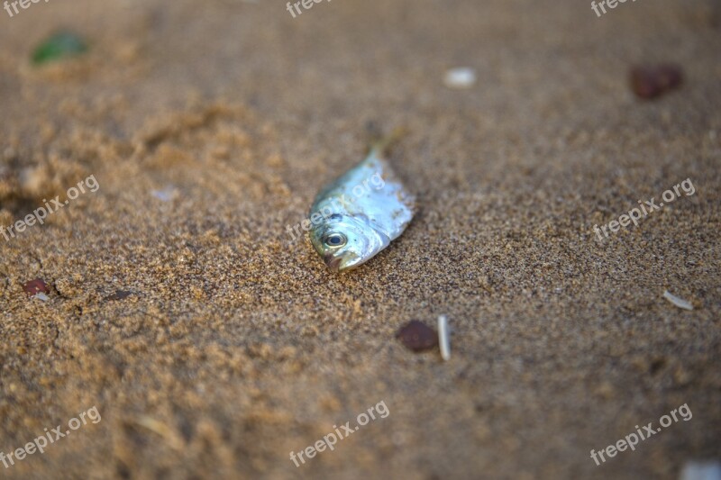 Fish Silver Food Beach Water