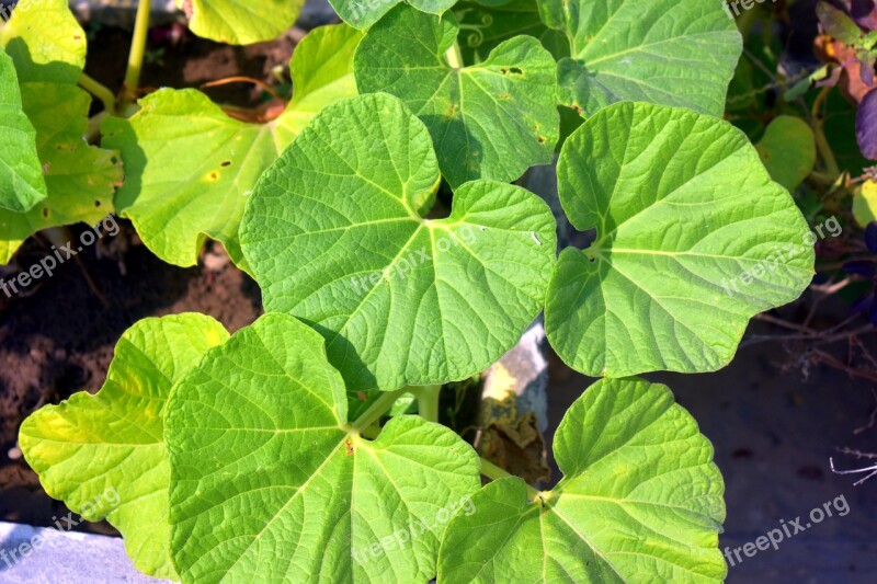 Bottle Gourd Leaves Green Big Leaves Free Photos