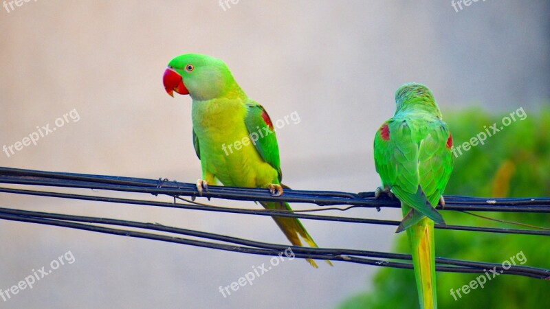 Parakeets Parrots Bird Red Beak Free Photos