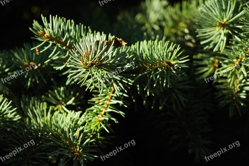 Green Branch Nature Close Up Evergreen