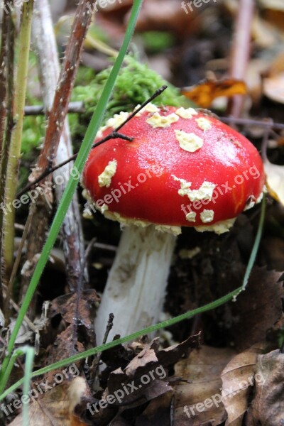 Fly Agaric Red Red Fly Agaric Mushroom Toxic Free Photos