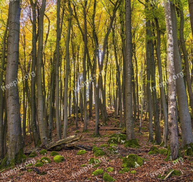 Mountain Trees Hill Autumn Farbenpracht