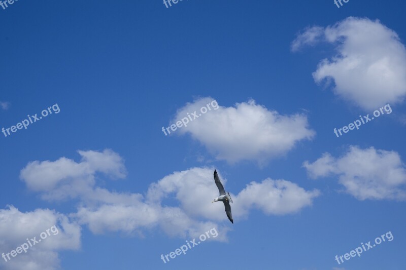 Sky Cloud Air Clouds Blue