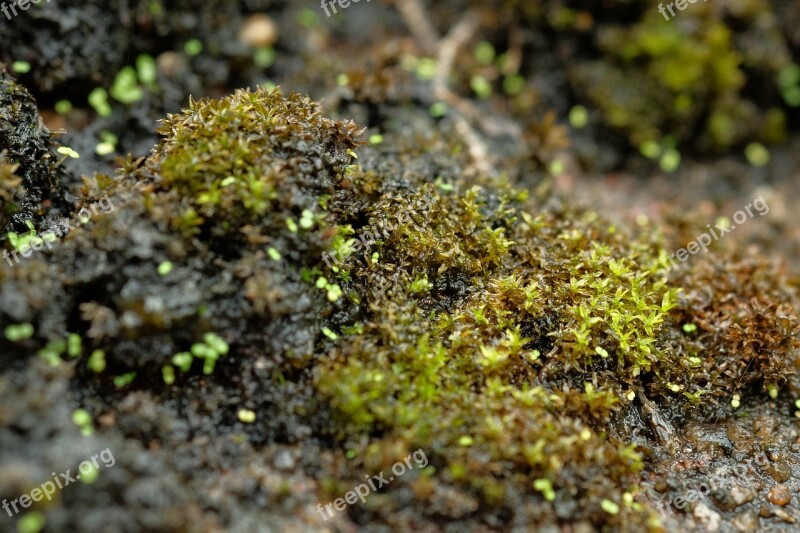 Moss Plant Green Nature Forest