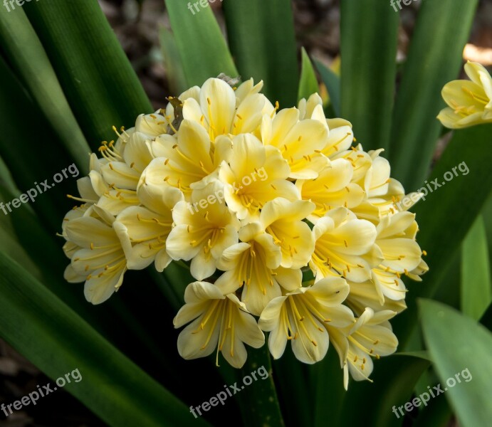 Clivia Yellow Bulb Flower Floral