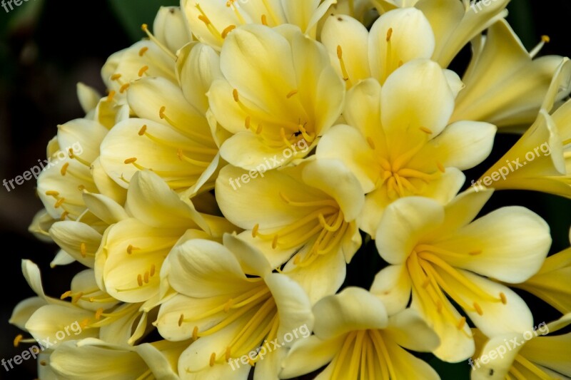 Clivia Yellow Bulb Flower Floral