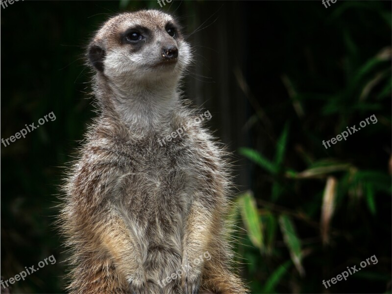 Meerkat Mammal Predator Curious Nature