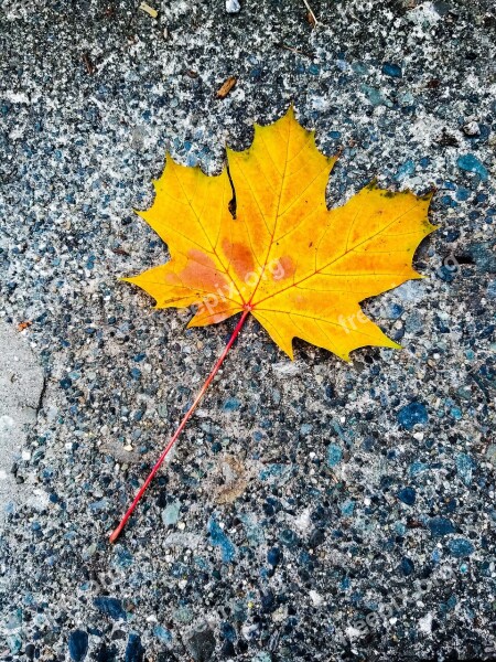 Yellow Maple Leaf Autumn Autumn Collection Outdoor Maple Leaf