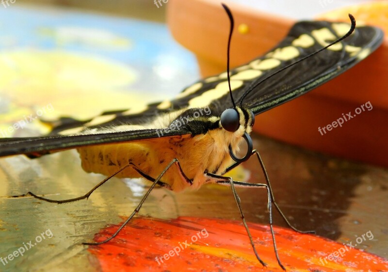 Butterfly Bug Fauna Nature Butterfly Park