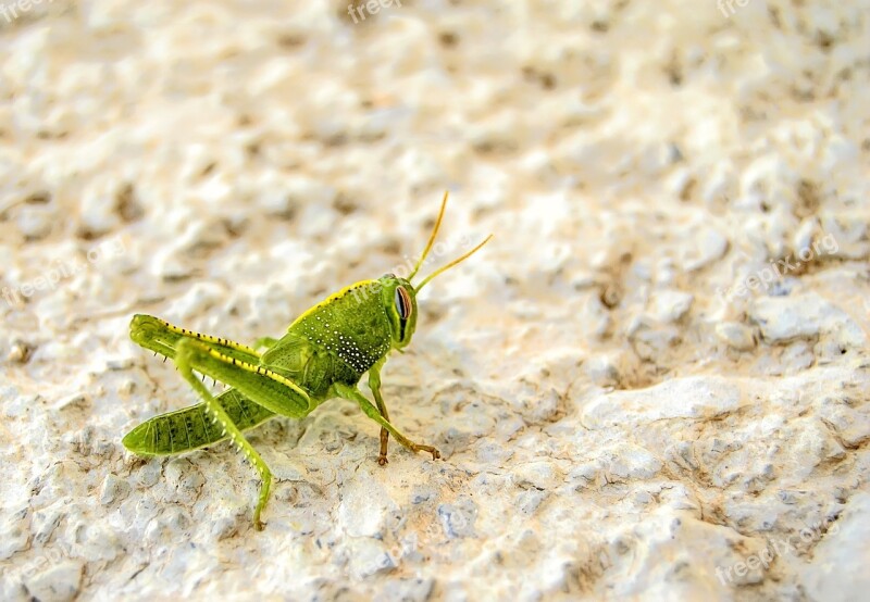 Nature Macro Animal Insect Invertebrate