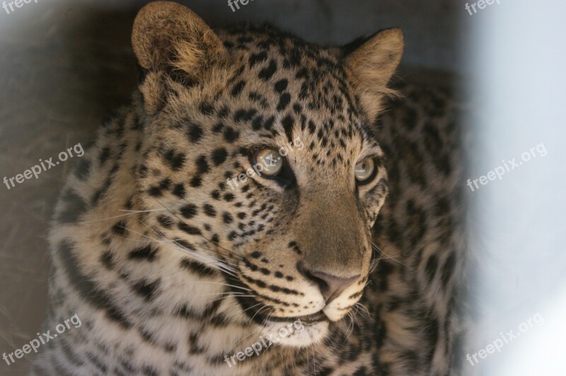 Leopard South Africa Wildcat Animal World Predator