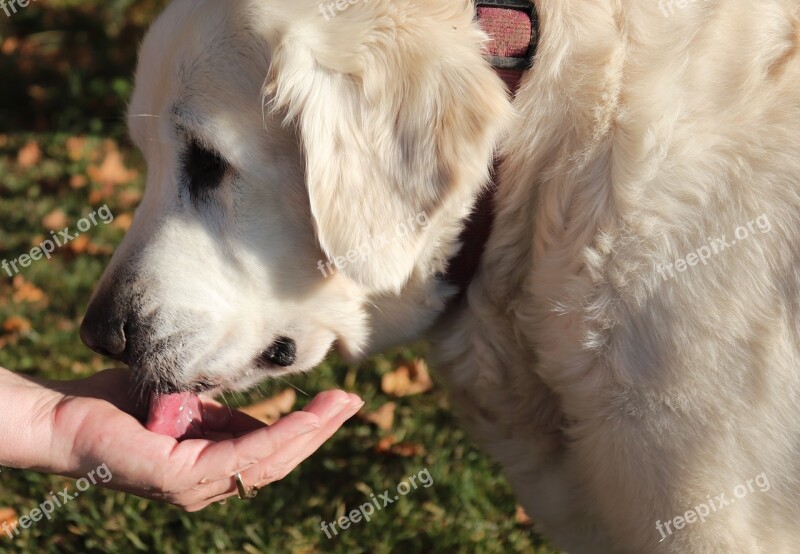 Dog Animal Drink Golden Retriever Female