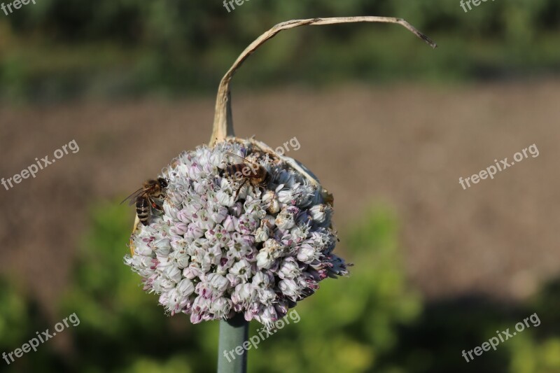 Blossom Bloom Bees Insect Wild Flower