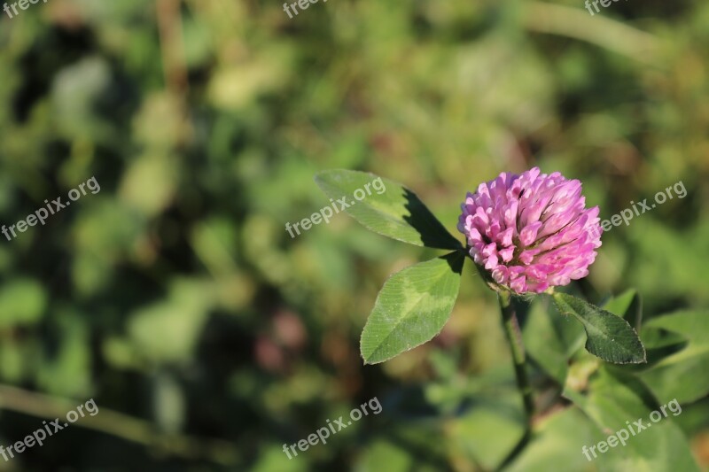 Klee Red Clover Blossom Bloom Clover Flower