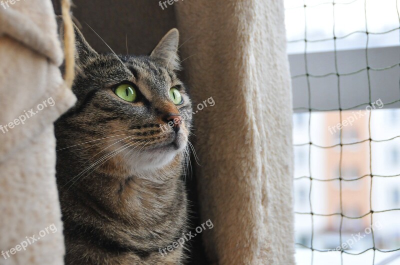 Cat Looks Cat's Eyes Domestic Cat Cat Staring