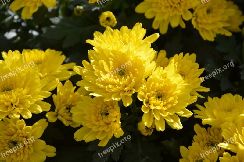 Mums Flowers Colors Yellow Flowers Flowers