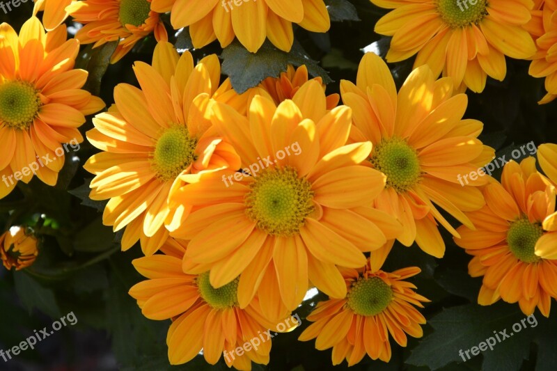 Mums Flowers Colors Yellow Flowers Flowers