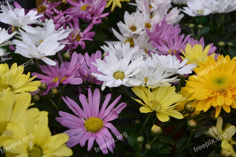 Mums Flowers Colors Yellow White Purple Flowers Flowers