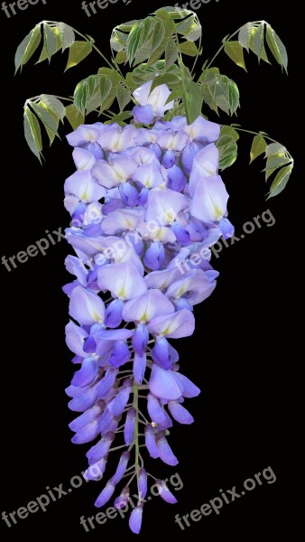 Wisteria Purple Vine Spring Free Photos