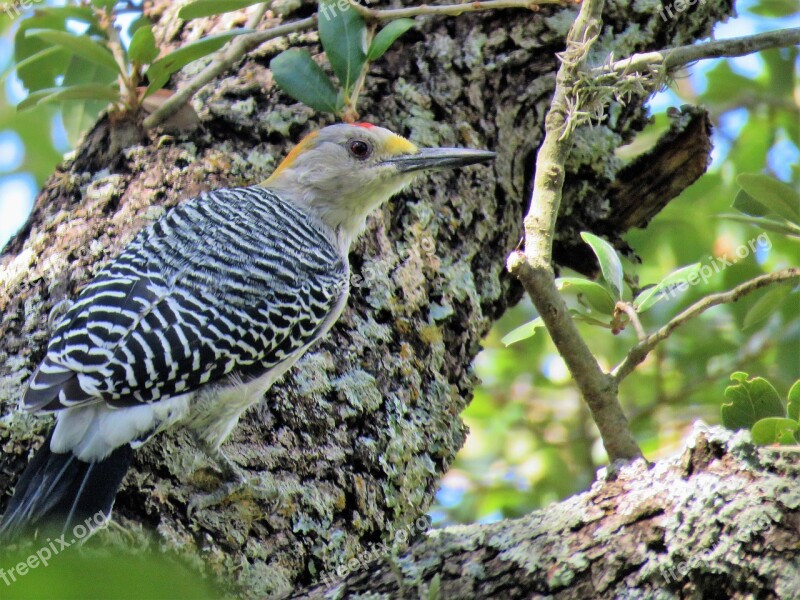 Bird Close Up Woodpecker Wildlife Free Photos