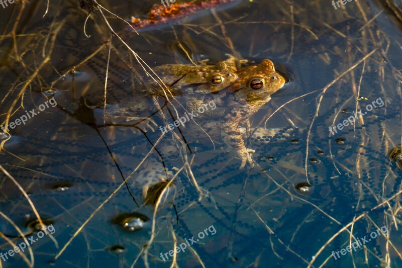 Frog Spawn Pairing Mating Season Spawning Cord